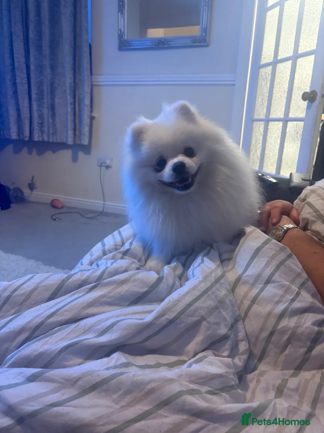 Pomeranian dogs for stud: 🐾 POMERANIAN STUD AVAILABLE 🐾 in Nottingham - Advert 2