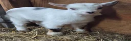 Goats livestock for sale: Pygmy goat wether twins - Advert 2