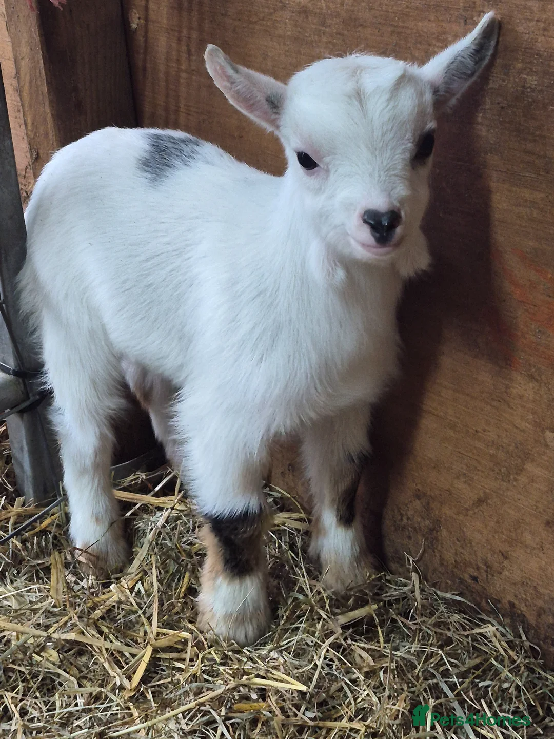 Goats livestock for sale: Pygmy goat wether twins - Advert 2