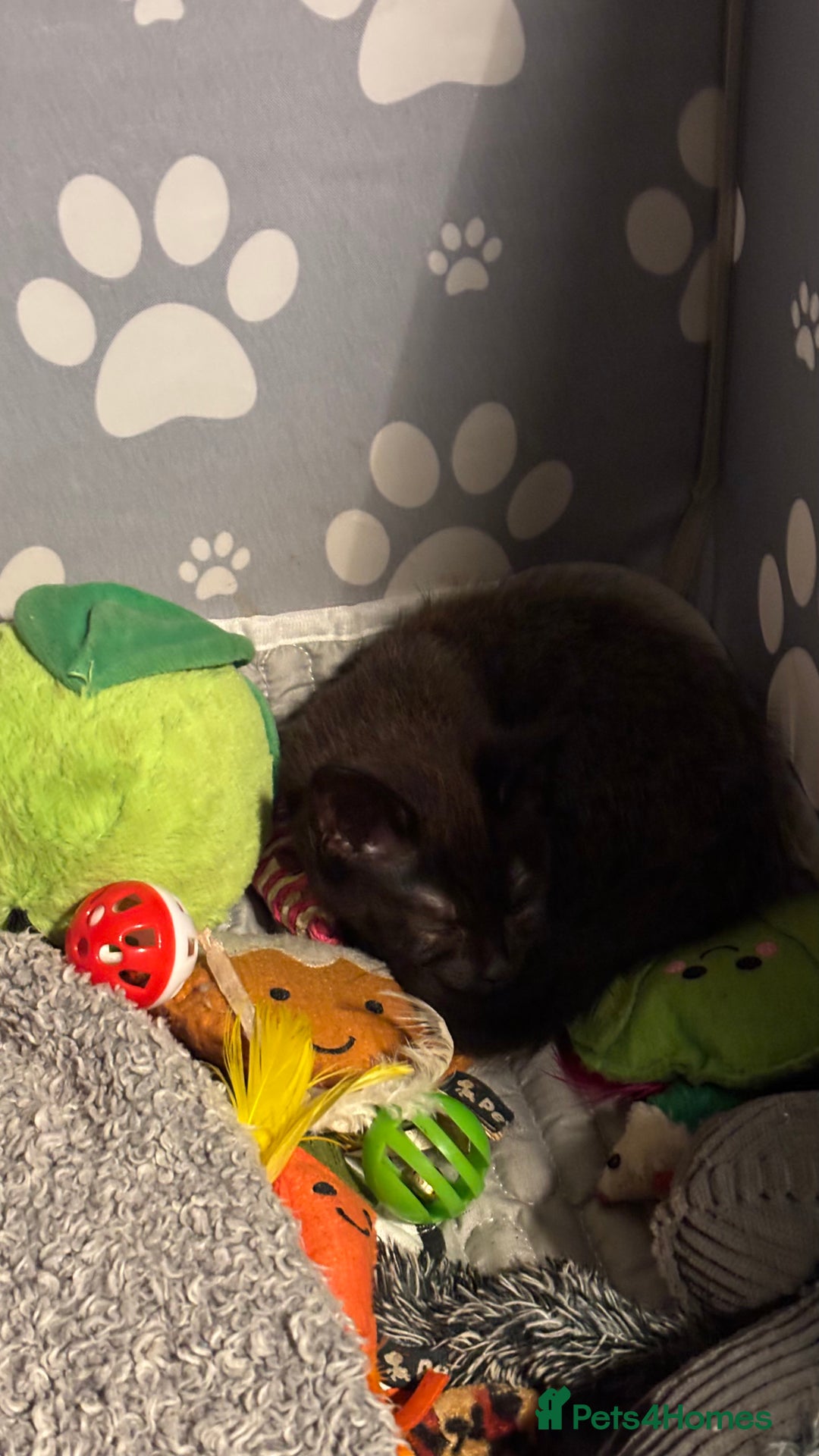 Mixed Breed cats for sale: READY NOW  - Advert 8