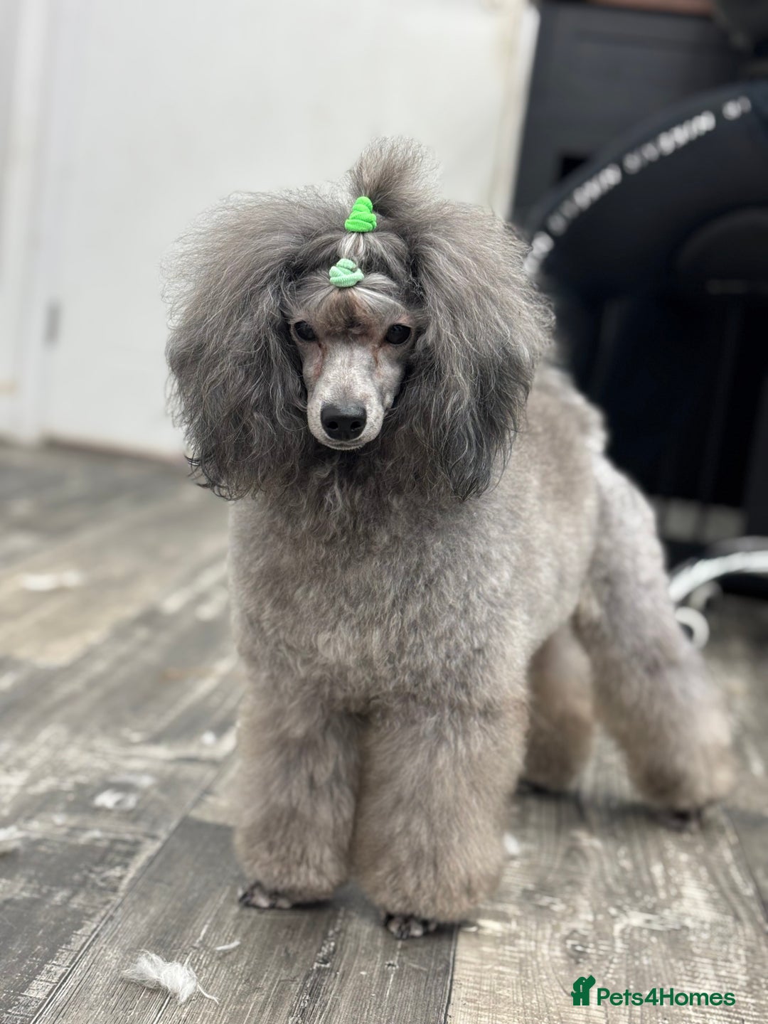 Miniature Poodle dogs for stud: Incredible silver stud✨ - Advert 3