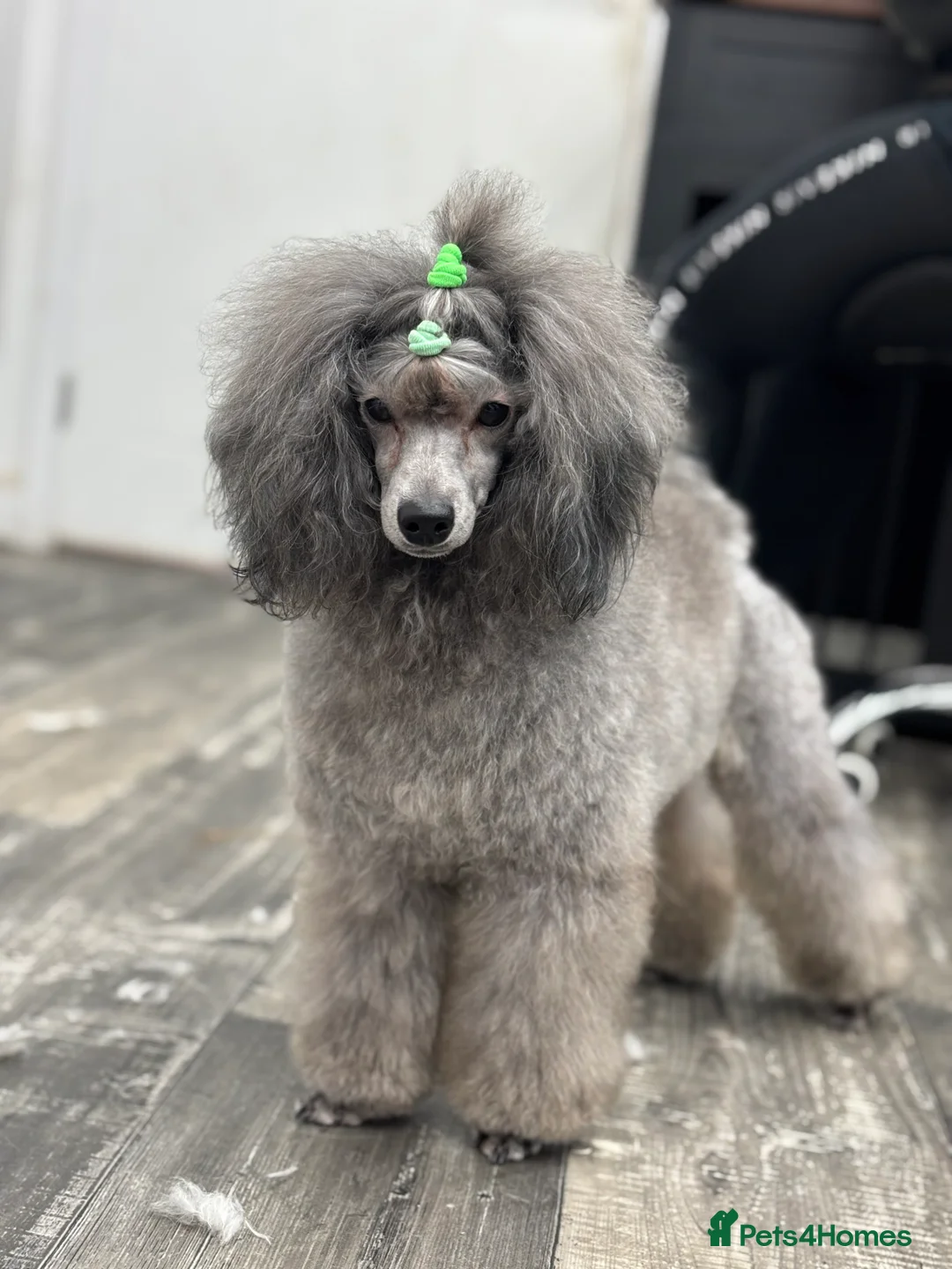 Miniature Poodle dogs for stud: Incredible silver stud✨ - Advert 3