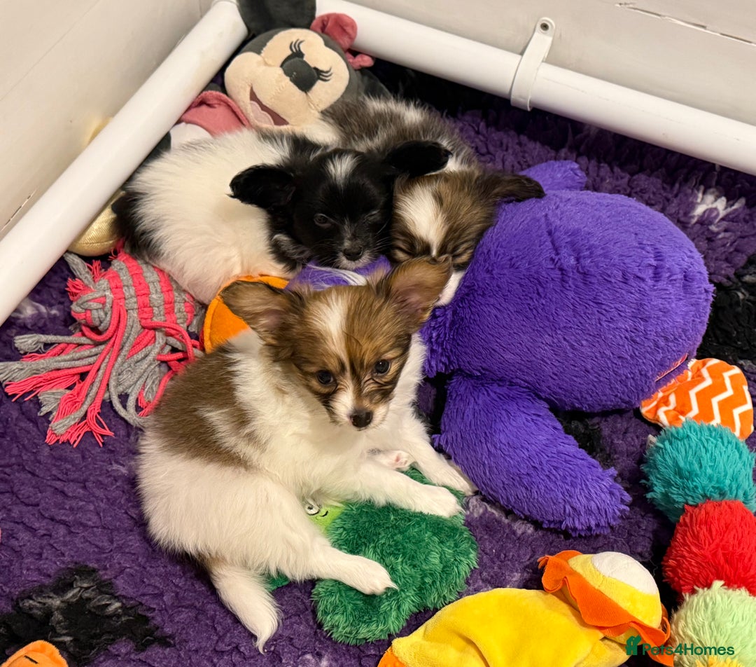 Papillon dogs for sale: Gorgeous litter of Papillon puppies for sale - Advert 12