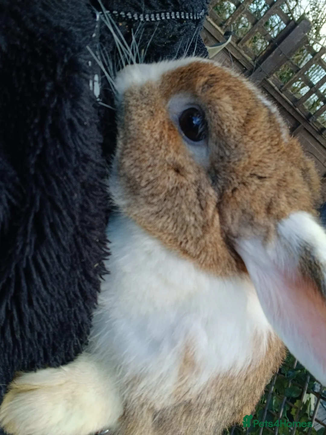 French Lop rabbits for sale: Beautiful girl rabbit lilly - Advert 2