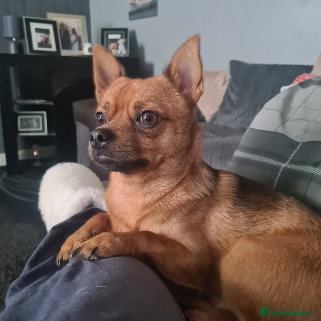 Mixed Breed dogs for sale: Pomchi x shih-tzu/ chihuahua  - Image 4