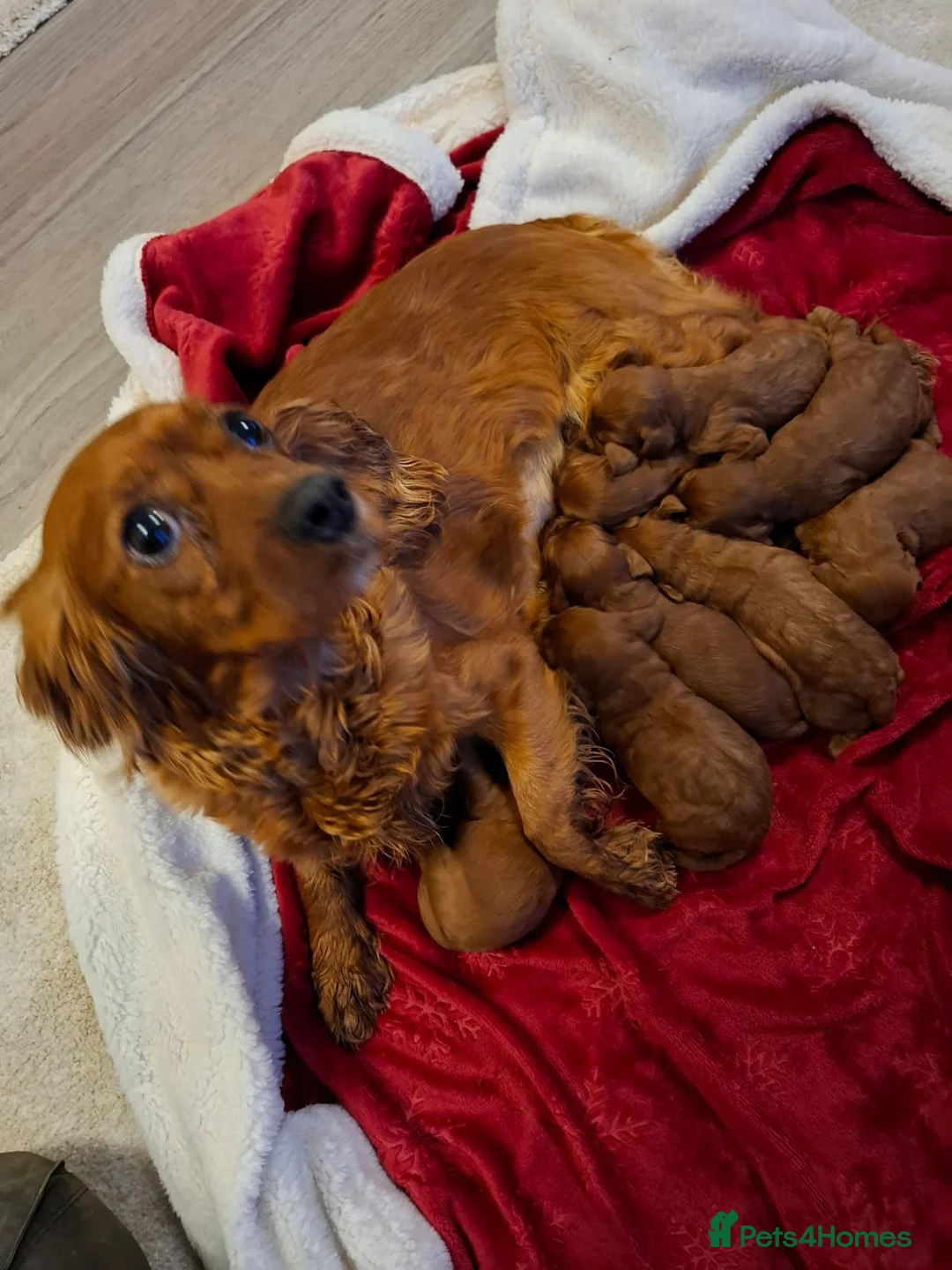 Cavapoo dogs for sale: Cavapoo puppies f1 FOX red girl, boy.  - Advert 3
