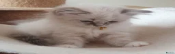 Siberian cats for sale: Soft and fluffy Siberian Neva Masquerade Kittens - Advert 1