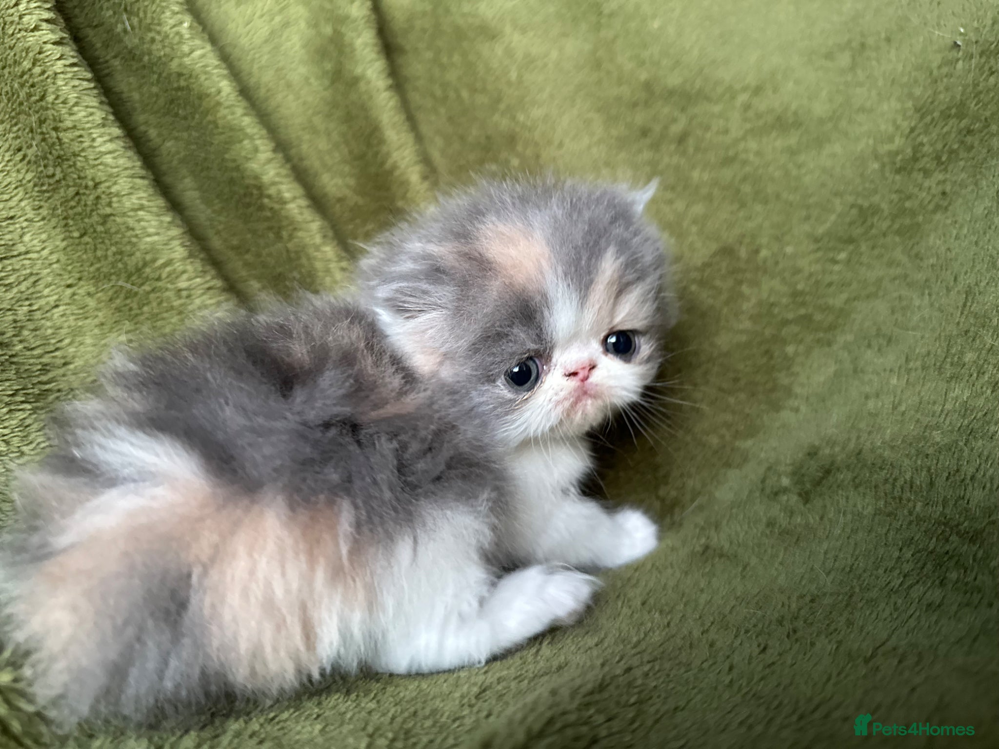 Persian cats Beautiful GCCF Registered Persian Kittens  - Advert 1