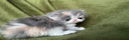 Persian cats for sale: Beautiful GCCF Registered Persian Kittens  - Advert 14