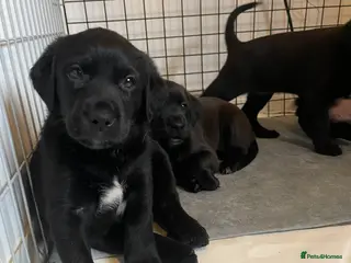 Mixed Breed dogs Labrador Retriever x Podenco Puppies - Advert 9