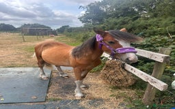 Irish Cob horses for sale: Buddy - Image 10