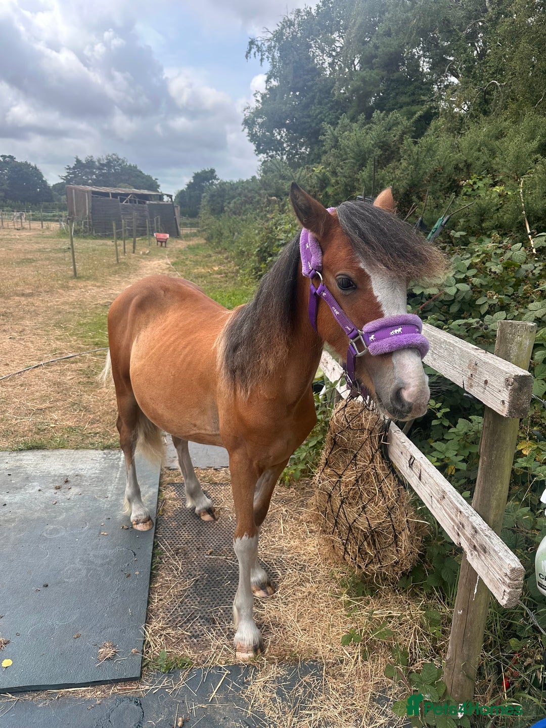 Irish Cob horses for sale: Buddy - Image 10