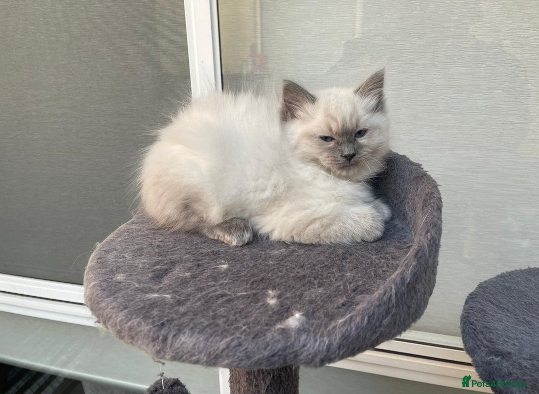Ragdoll cats for sale: Easy Purebred Rag doll Kitten for Sale - Image 3