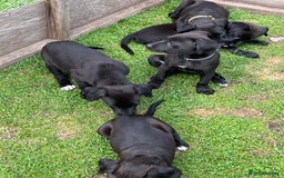 Mixed Breed dogs for sale: Labrador cross lurcher (lurcherdors) in Northallerton - Image 10