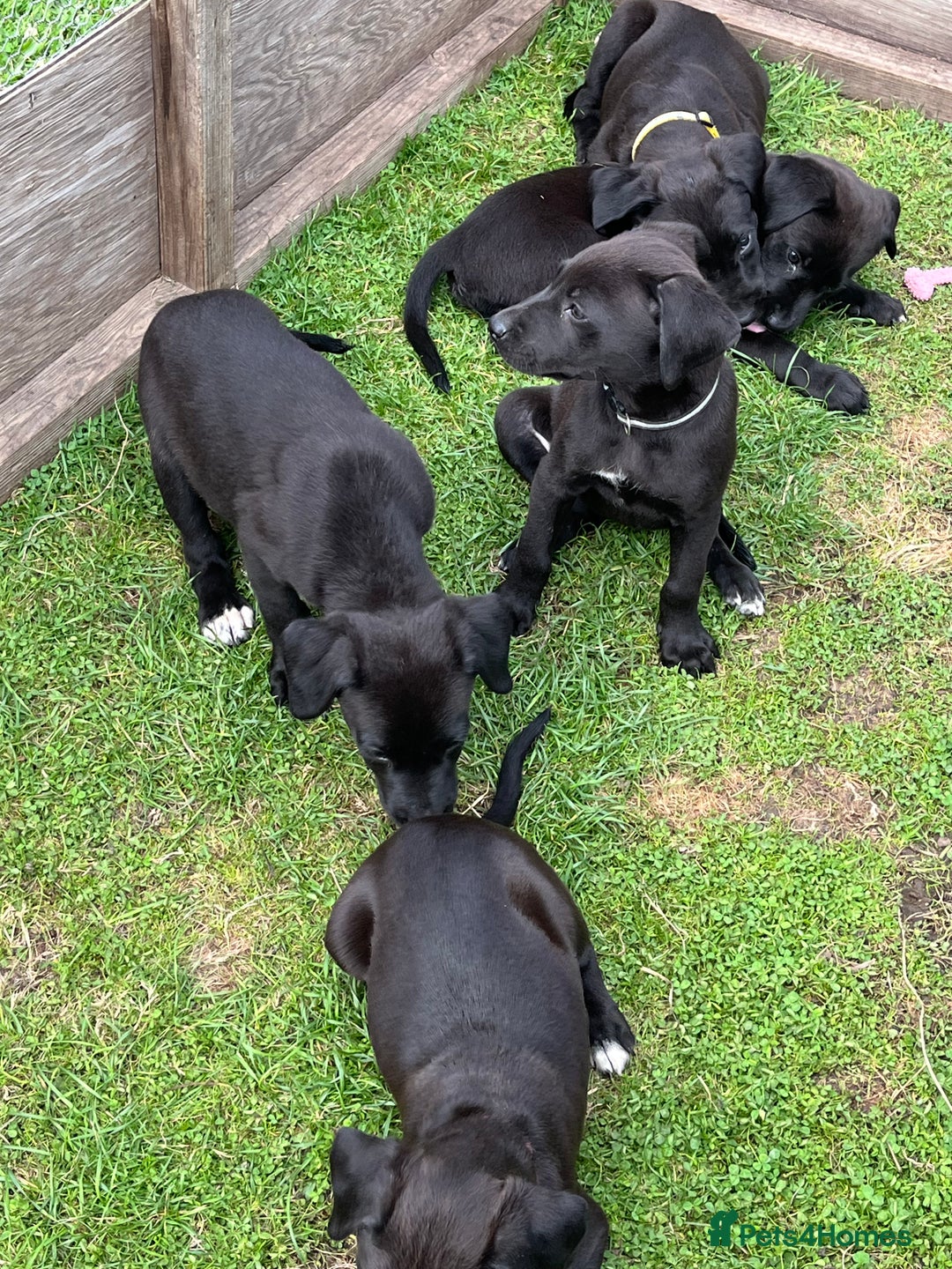 Mixed Breed dogs for sale: Labrador cross lurcher (lurcherdors) in Northallerton - Image 10