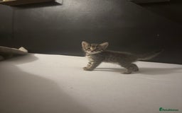 Bengal cats for sale: Cute bengal kittens for sale  - Image 13