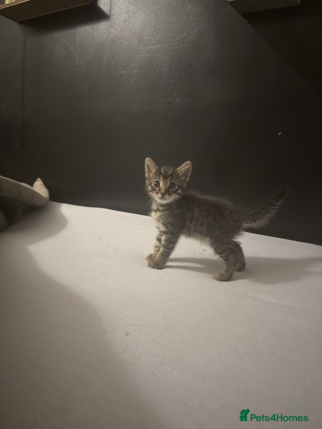 Bengal cats for sale: Cute bengal kittens for sale  - Image 13