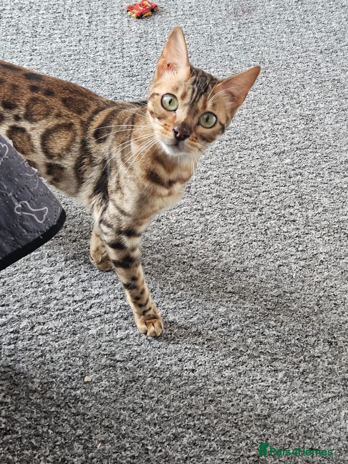 Bengal cats Female for adoption  - Advert 6