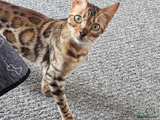 Bengal cats Female for adoption - Advert 2
