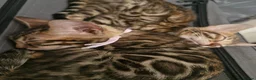 Bengal cats for sale: READY Genetic & Health Tested Bengal Kittens - Advert 29