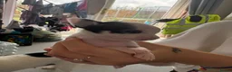 Mixed Breed dogs for sale: 3 beautiful chihuahua cross pups  - Advert 10