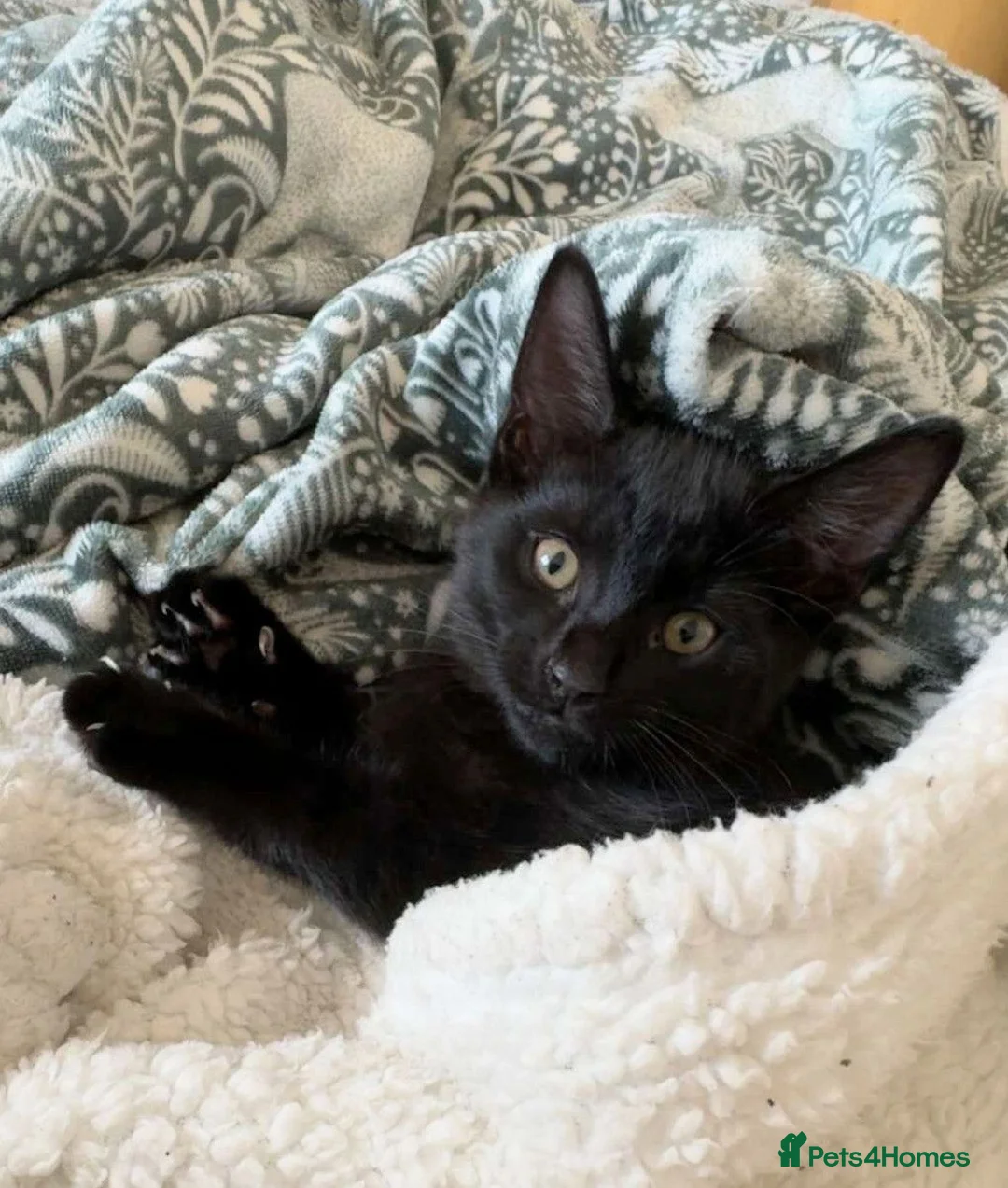 Mixed Breed cats for sale: Playful Boy Kitten in Norwich - Advert 3
