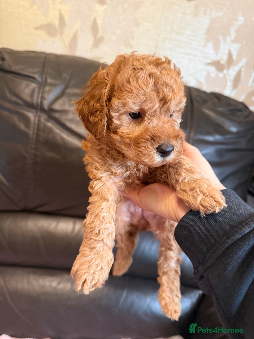 Toy Poodle dogs for sale: KC REG Purebred Stunning Toy Poodle Pups❤️  - Image 29
