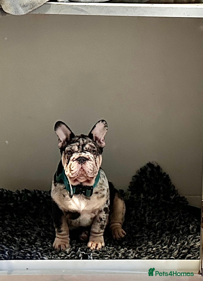 French Bulldog dogs Ready now-  Well bred, beautiful temperament pups - Advert 13