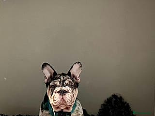 French Bulldog dogs Ready now- Well bred, beautiful temperament pups - Advert 4