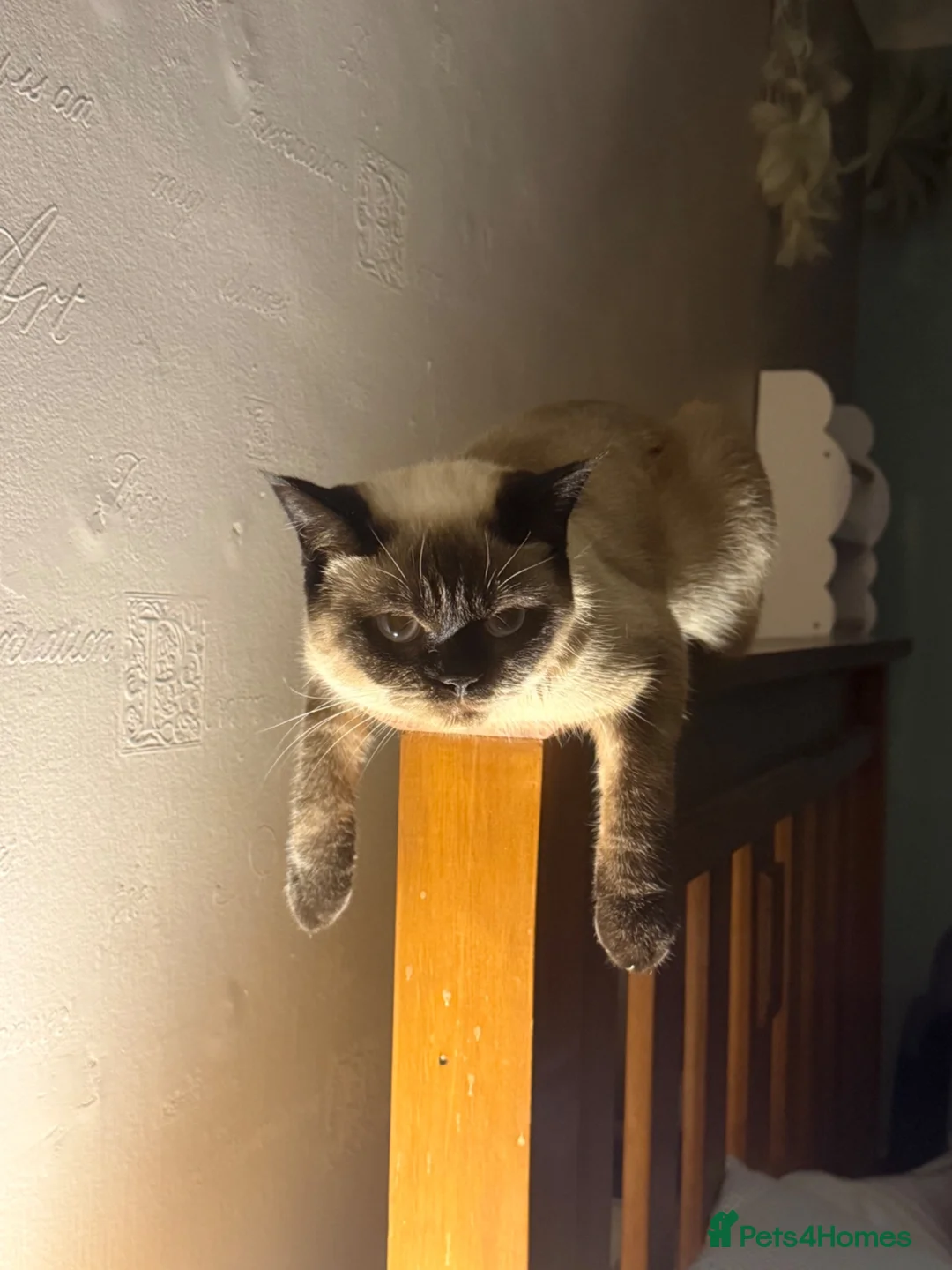 British Shorthair cats for sale: British short hair  in Ammanford - Advert 3