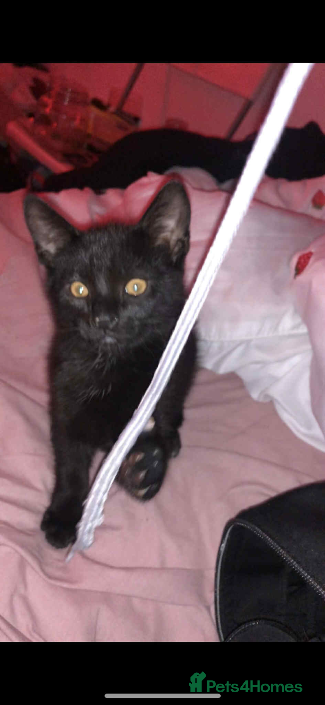 British Shorthair cats for sale: Black male kitten  - Advert 2