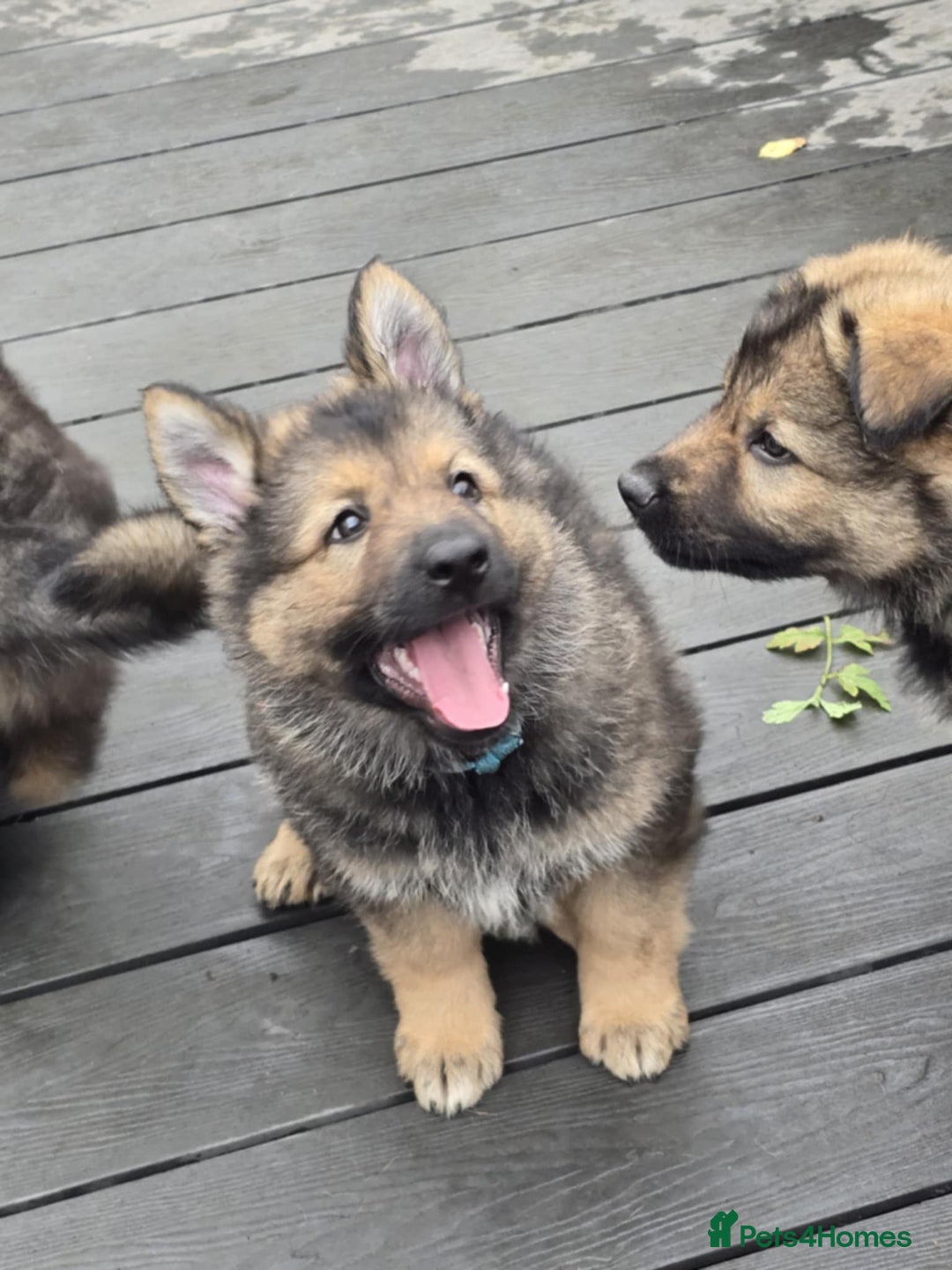 German Shepherd dogs for sale: German Shepherd Puppies  - Image 12