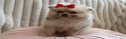 Pomeranian dogs for sale: Beautiful Russian line Pomeranians  - Advert 5