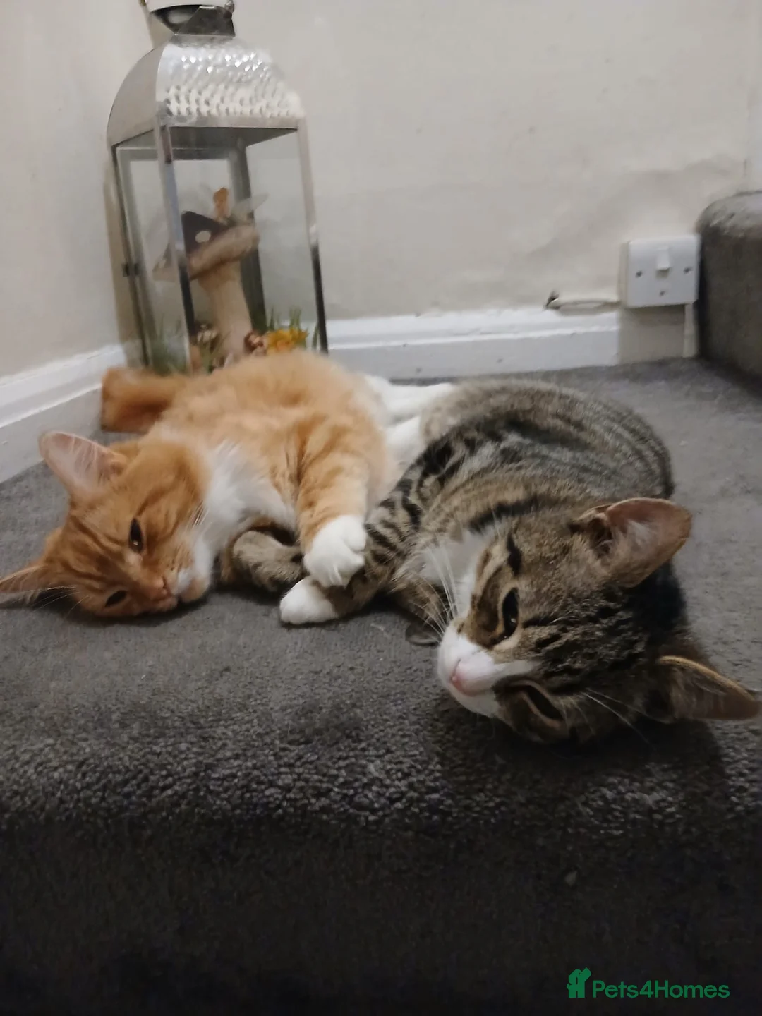 British Longhair cats for sale: Two Male Cats NEED REHOMING - Advert 3