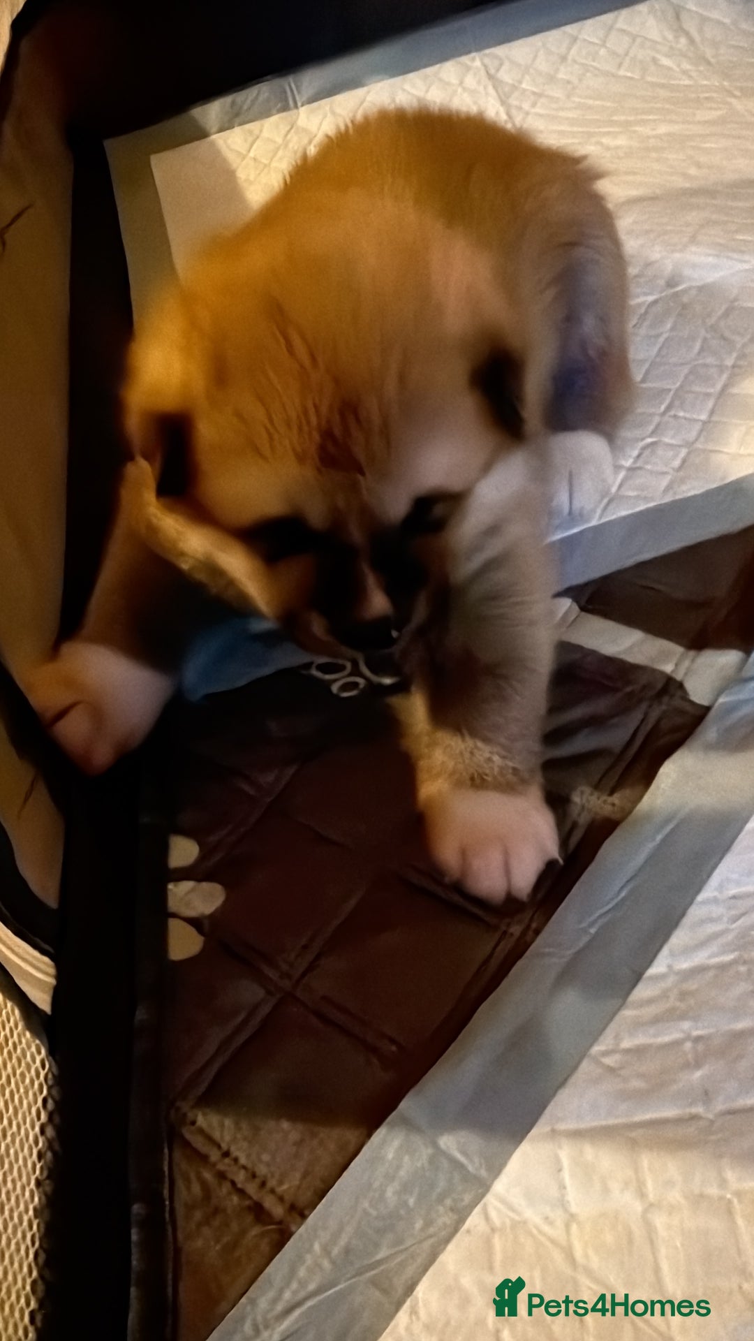 Akita dogs for sale: Akita puppy - Advert 5