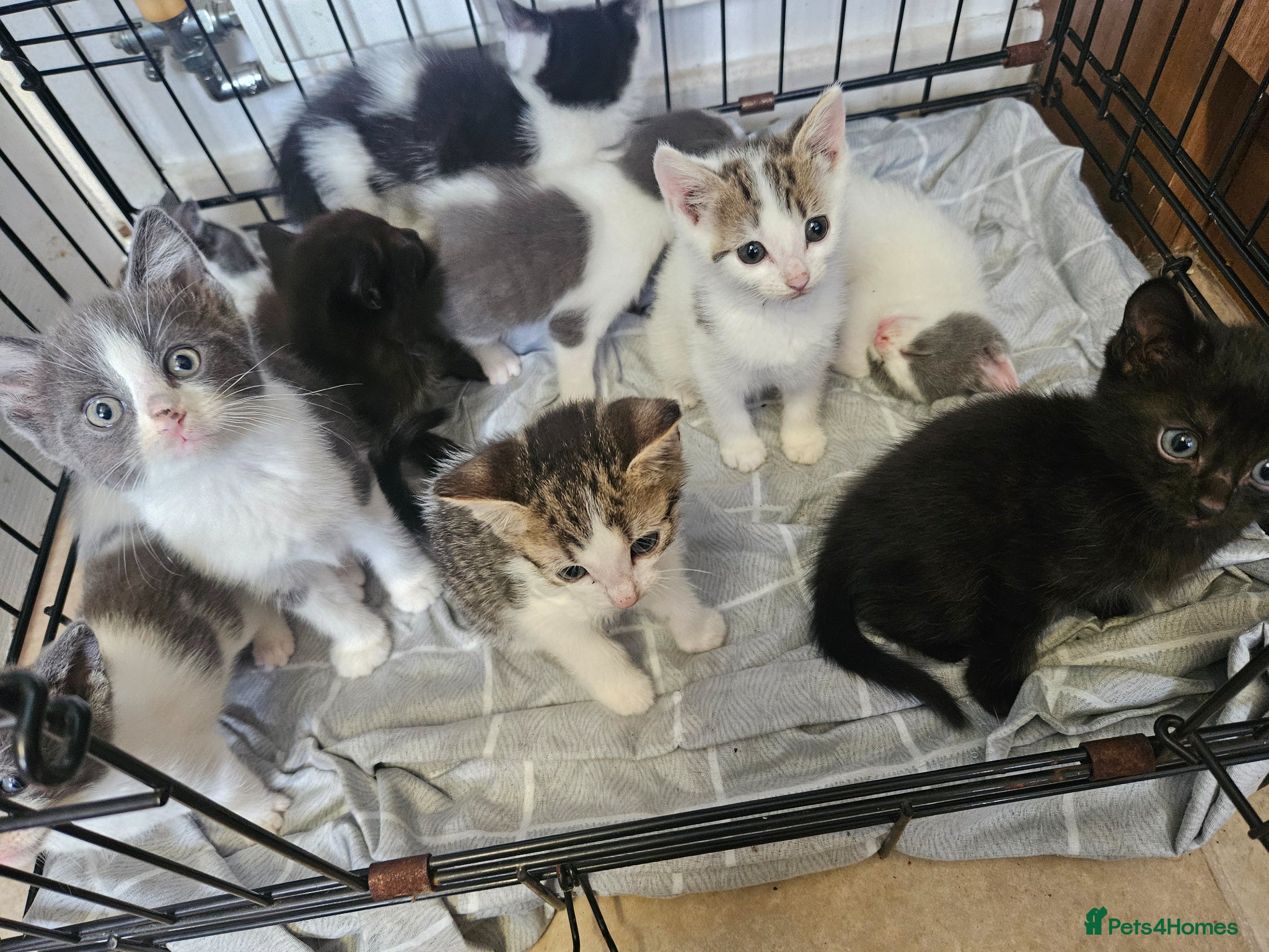 Mixed Breed cats Beautiful litter of kittens  - Advert 5