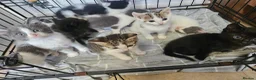 Mixed Breed cats for sale: Beautiful litter of kittens  - Advert 1