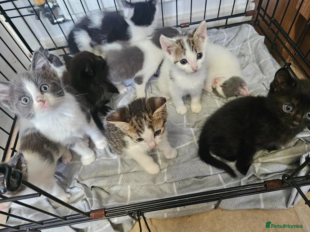 Mixed Breed cats for sale: Beautiful litter of kittens  - Advert 1