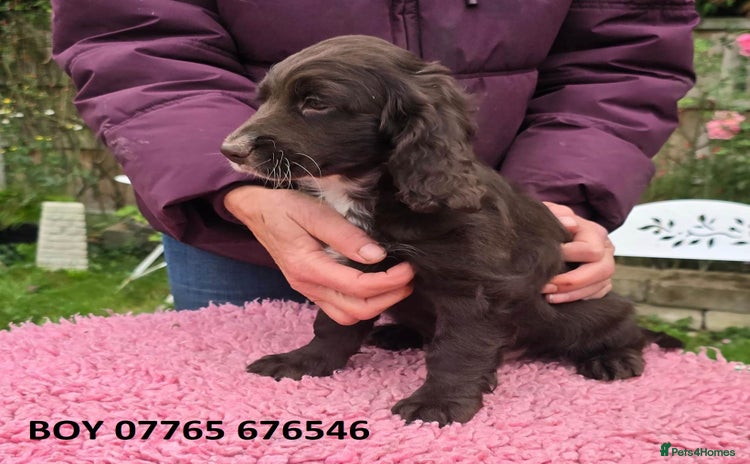 Cockapoo dogs - Advert 6