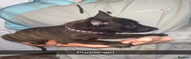 Purple girl 