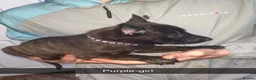 Belgian Shepherd Dog dogs for sale: Belgium malinos cross Dutch Herder puppies  - Advert 8