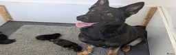 German Shepherd dogs for sale: Champion-Line KC Pups From Health Tested Parents - Advert 3