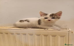 Bengal cats for sale: Cat kitten  - Image 3