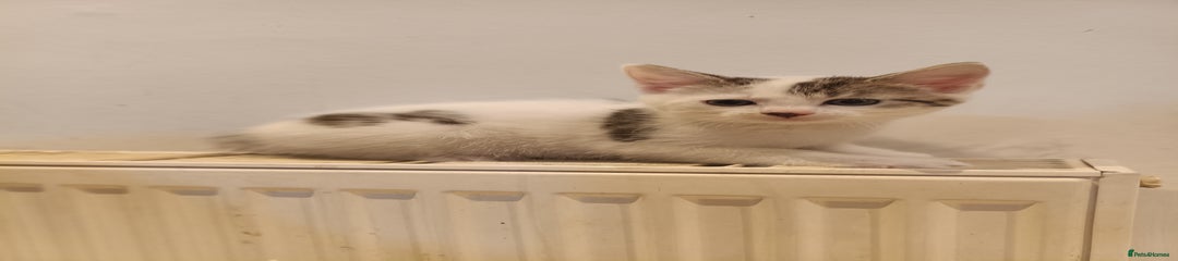 Bengal Kitten 3