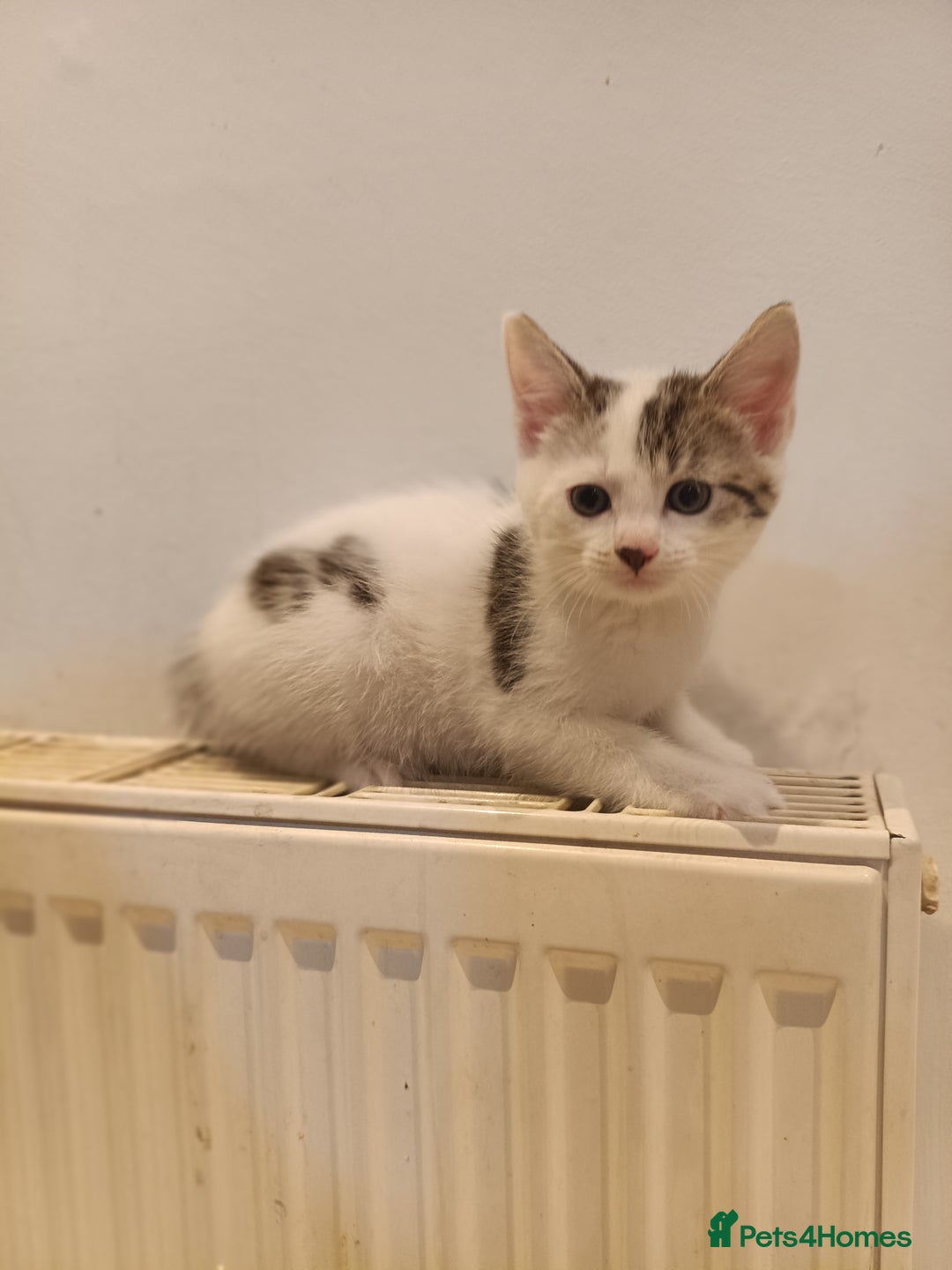 Bengal cats for sale: Cat kitten  - Image 3