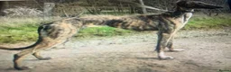 Lurcher dogs for sale: First cross saluki greyhounds  - Advert 30