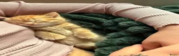 Mixed Breed cats for sale: Beautiful Female Ginger Kitten - Advert 5