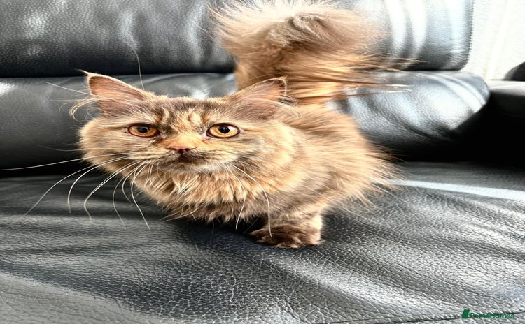 British Longhair cats - Advert 1