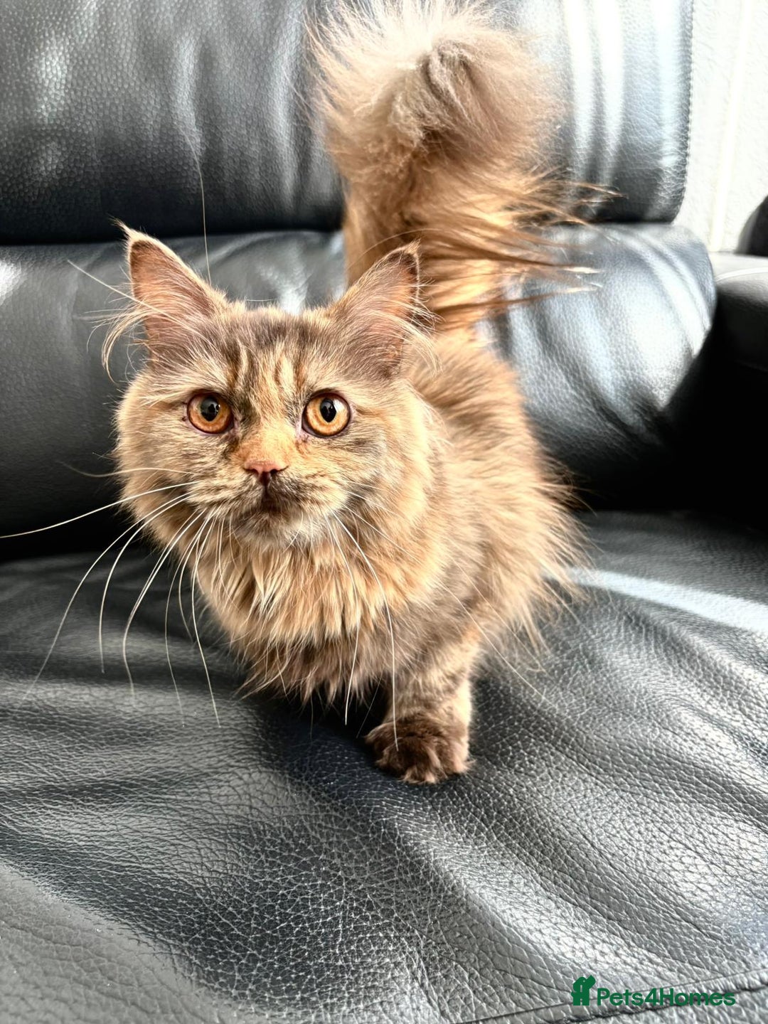 British Longhair cats for sale: British longhair cat for sale - Image 1