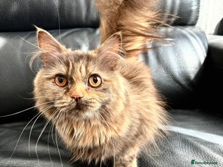 British Longhair cats - Advert 4